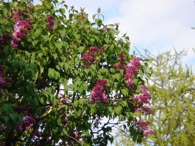 dsc01640.jpg