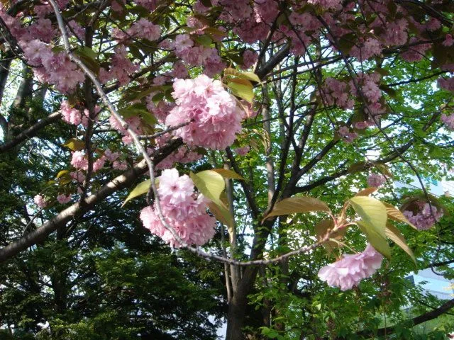 dsc01641.jpg